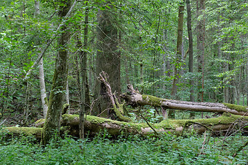 Image showing Broken old ash tree and old oak tree