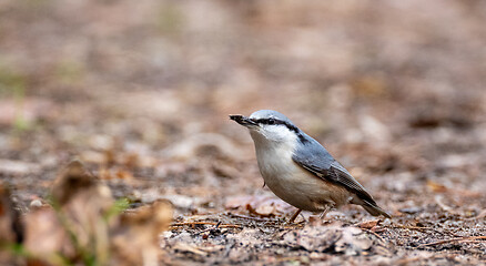 Image showing Eurasian nuthatch in autumn