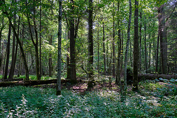 Image showing Frash alder tree mixed forest in summer