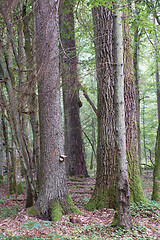 Image showing Summertime deciduous primeval tree stand