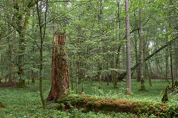 Image showing Summertime deciduous primeval forest with old trees