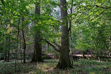 Image showing Deciduous stand with hornbeams and oaks