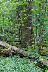 Image showing Broken old ash tree and old oak tree