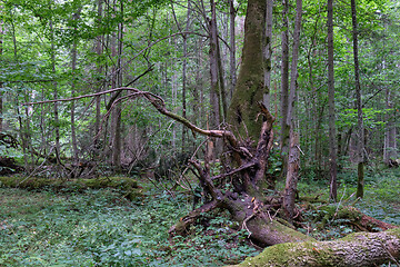 Image showing Broken old spruce tree and old linden