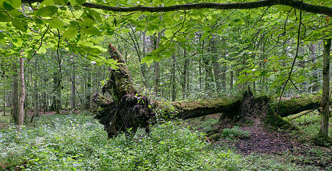 Image showing Deciduous stand with two broken oak trees lying