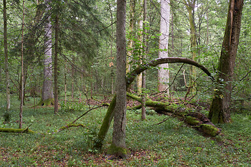 Image showing Summertime deciduous primeval forest with old trees