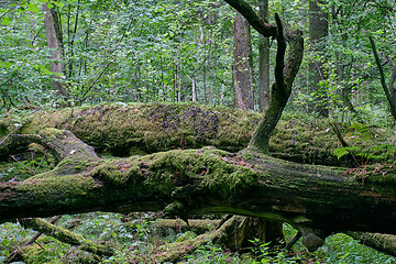 Image showing Dead oaks lying moss wrapped