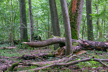 Image showing Alder tree deciduous stand