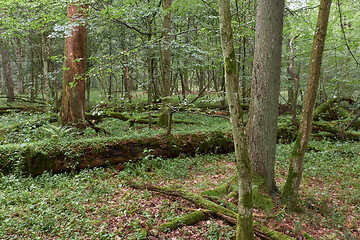 Image showing Summertime deciduous primeval forest with old trees