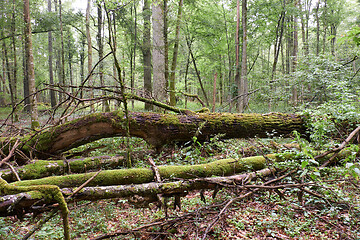 Image showing Summertime deciduous primeval tree stand