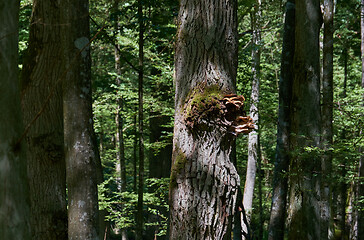 Image showing Old oak treee with fungi in summer sun