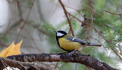 Image showing Female Great tit closeup  in winter