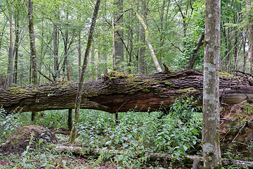 Image showing Summertime deciduous primeval tree stand