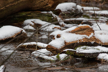 Image showing Snow melting over wood debris