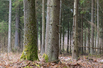 Image showing Coniferous stand of spruces in winter cloudy morning