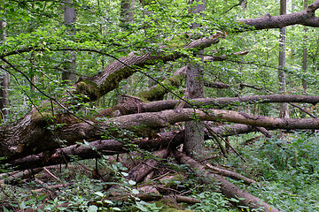 Image showing Alder tree deciduous stand