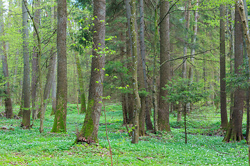 Image showing Old alder trees in spring