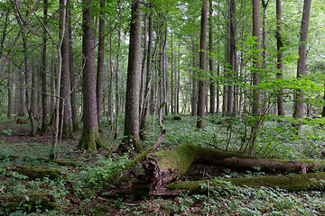 Image showing Alder tree deciduous stand