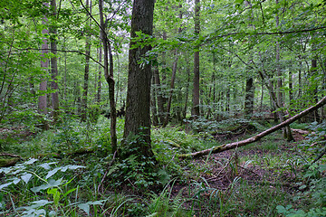 Image showing Alder tree deciduous stand