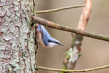 Image showing Eurasian nuthatch in autumn