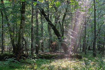 Image showing Natural deciduous stand in summer mist