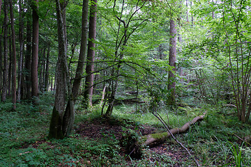 Image showing Alder tree deciduous stand