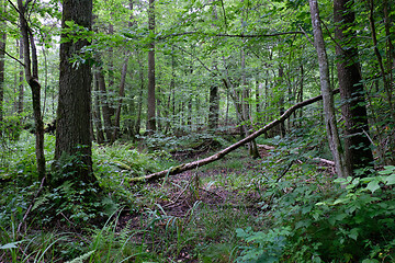 Image showing Alder tree deciduous stand