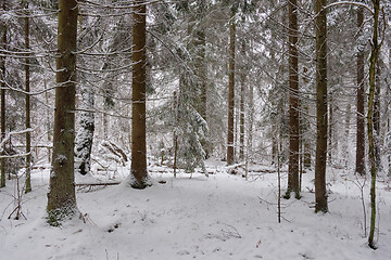 Image showing Wintertime landscape of snowy deciduous stand