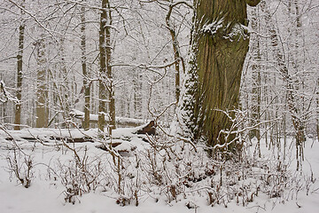 Image showing Wintertime landscape of snowy deciduous stand