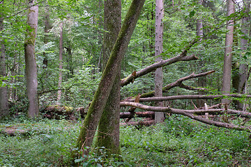 Image showing Alder tree deciduous stand