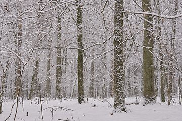 Image showing Wintertime landscape of snowy deciduous stand