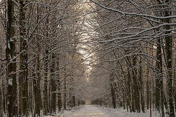 Image showing Wintertime landscape of snowy forest road