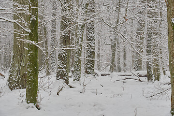 Image showing Wintertime landscape of snowy deciduous stand