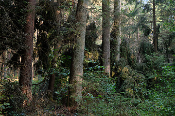 Image showing Frash Alder tree mixed forest in summer