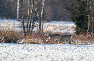 Image showing Winter landscape of roe deer herd