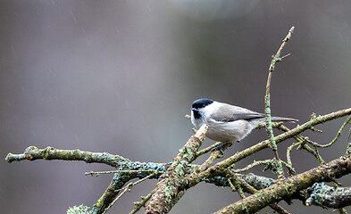 Image showing Marsh tit (Poecile palustris) closeup