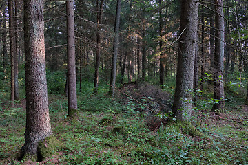 Image showing Mixed tree stand of Bialowieza Forest in morning