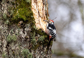 Image showing Wwhite-backed woodpecker (Dendrocopos leucotos) in fall