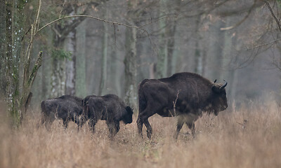 Image showing European bison(Bison bonasus) herd