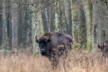 Image showing European Bison(Bison bonasus) female