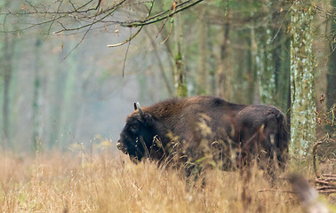 Image showing European bison(Bison bonasus) female