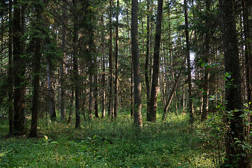 Image showing Frash Alder tree mixed forest in summer