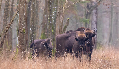 Image showing European bison(Bison bonasus) herd