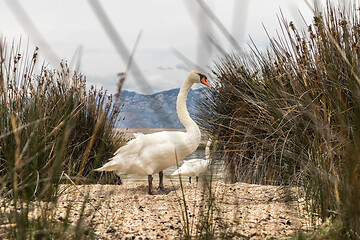 Image showing Whooper swan in natural habitat. Swans are birds of the family Anatidae within the genus Cygnus