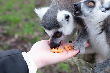 Image showing Ring-tailed Lemur eating