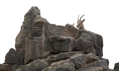 Image showing Capricorn resting on the rocks