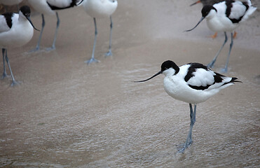 Image showing Wader: black and white Pied avocet on the beach
