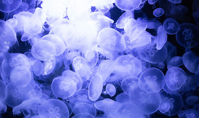 Image showing Image of many jellyfish in an aquarium