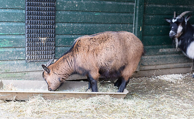 Image showing Old goat eating hay