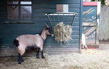 Image showing Old goat eating hay